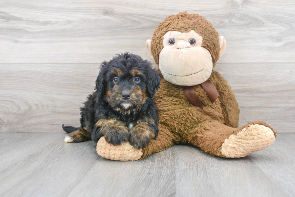 Best Mini Bernedoodle Baby