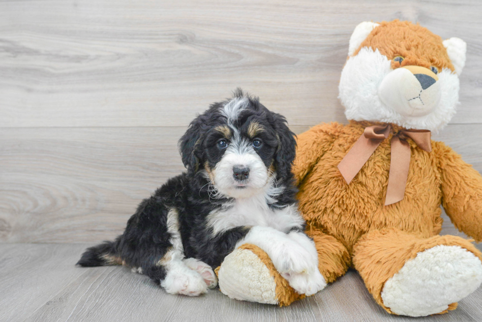 Cute Mini Bernedoodle Baby