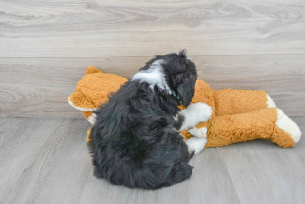 Playful Bernadoodle Poodle Mix Puppy