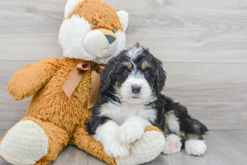 Energetic Bernadoodle Poodle Mix Puppy