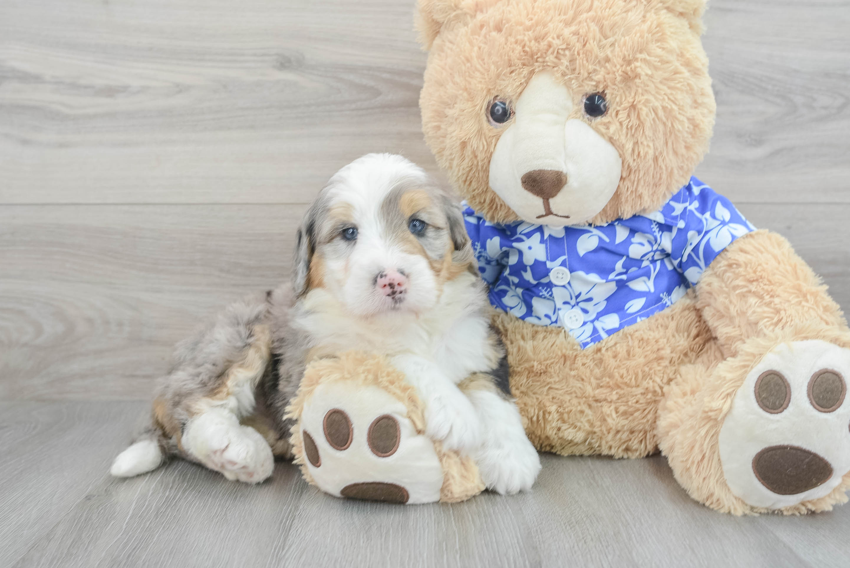 Mini Bernedoodle Pup Being Cute