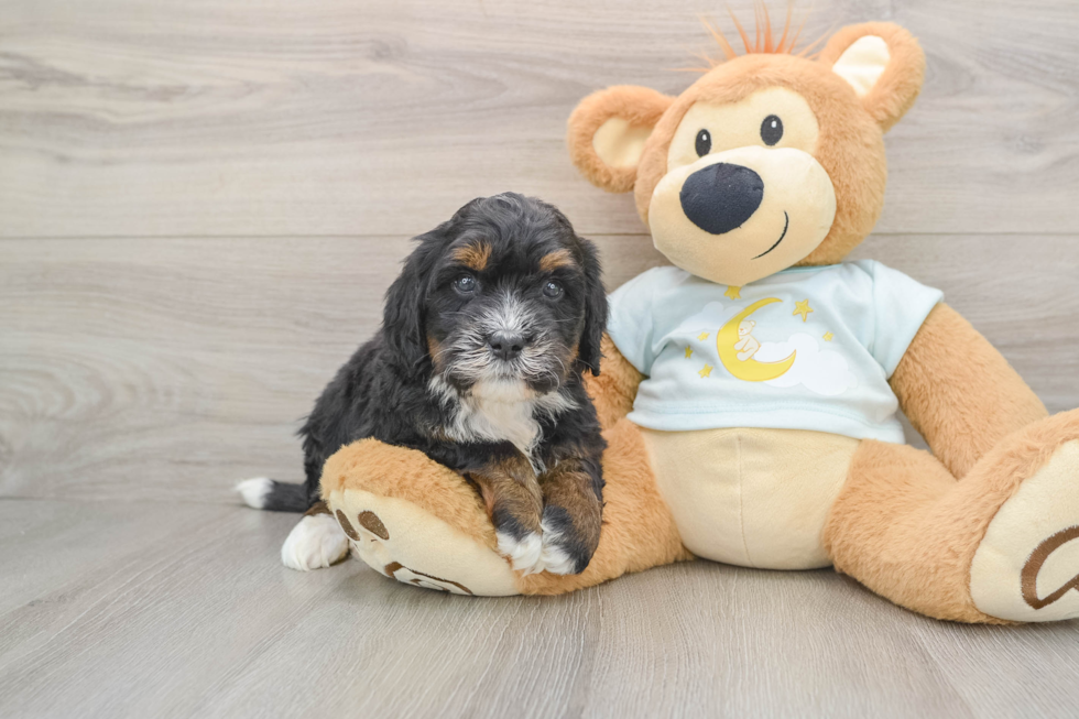 Adorable Mini Berniedoodle Poodle Mix Puppy