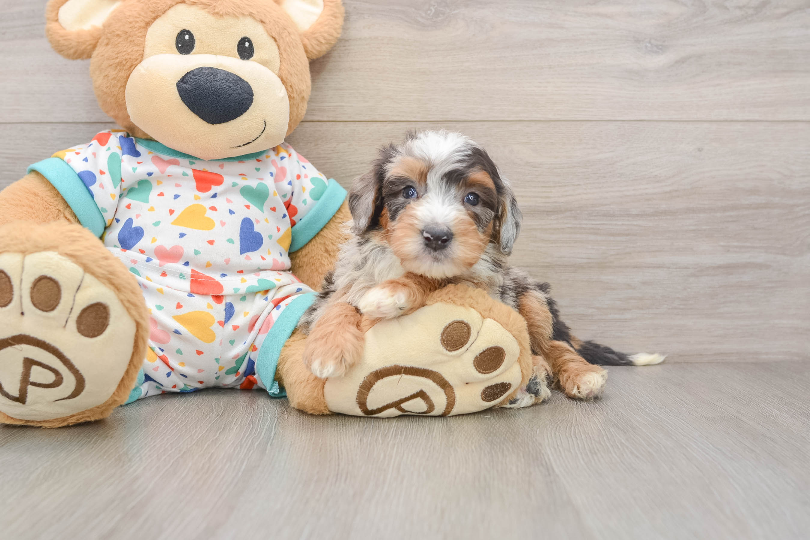 Mini Bernedoodle Puppy for Adoption