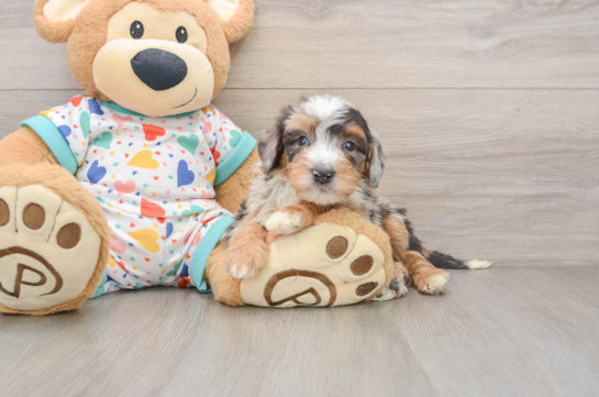 LEGEND, a Mini Bernedoodle littermate