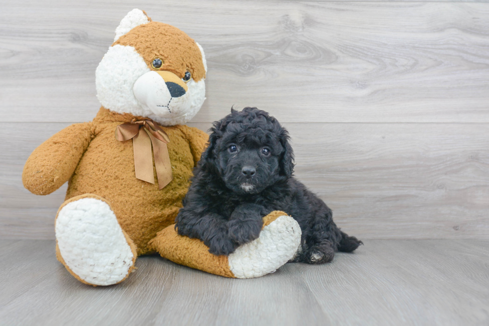 Best Mini Bernedoodle Baby