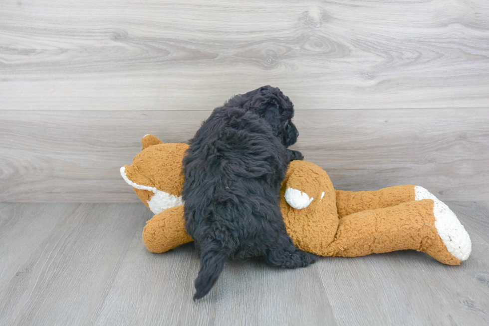 Sweet Mini Bernedoodle Baby