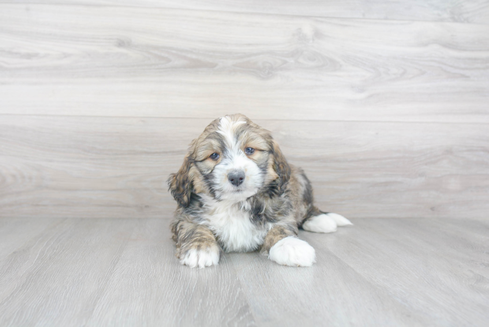 Best Mini Bernedoodle Baby