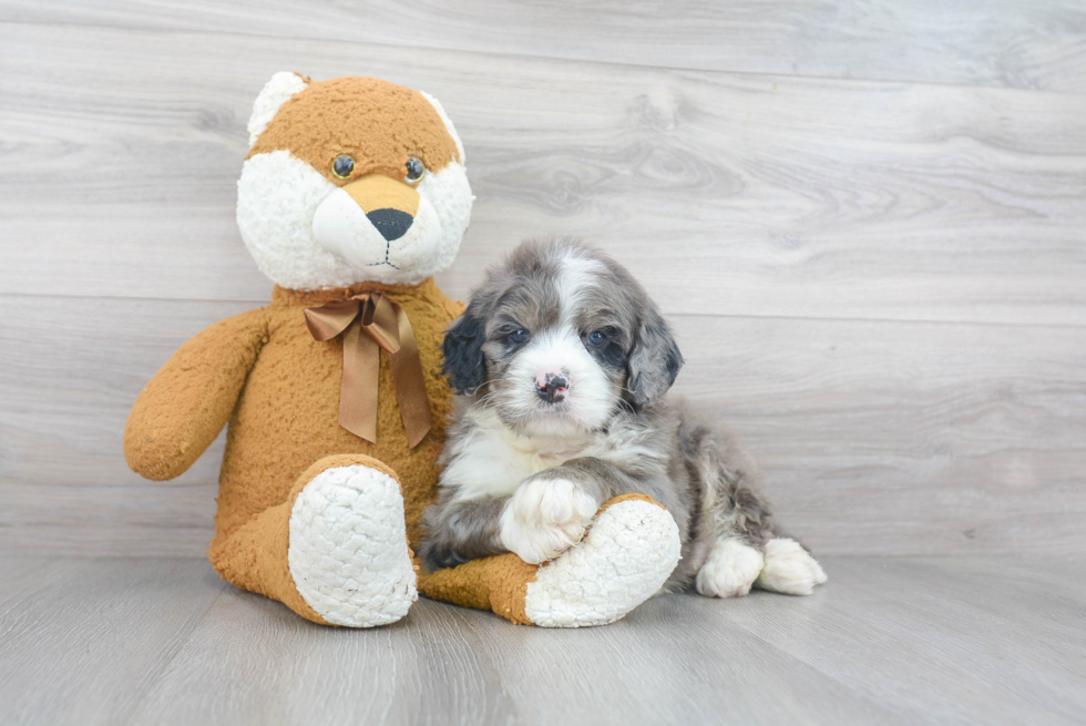 Playful Bernadoodle Poodle Mix Puppy