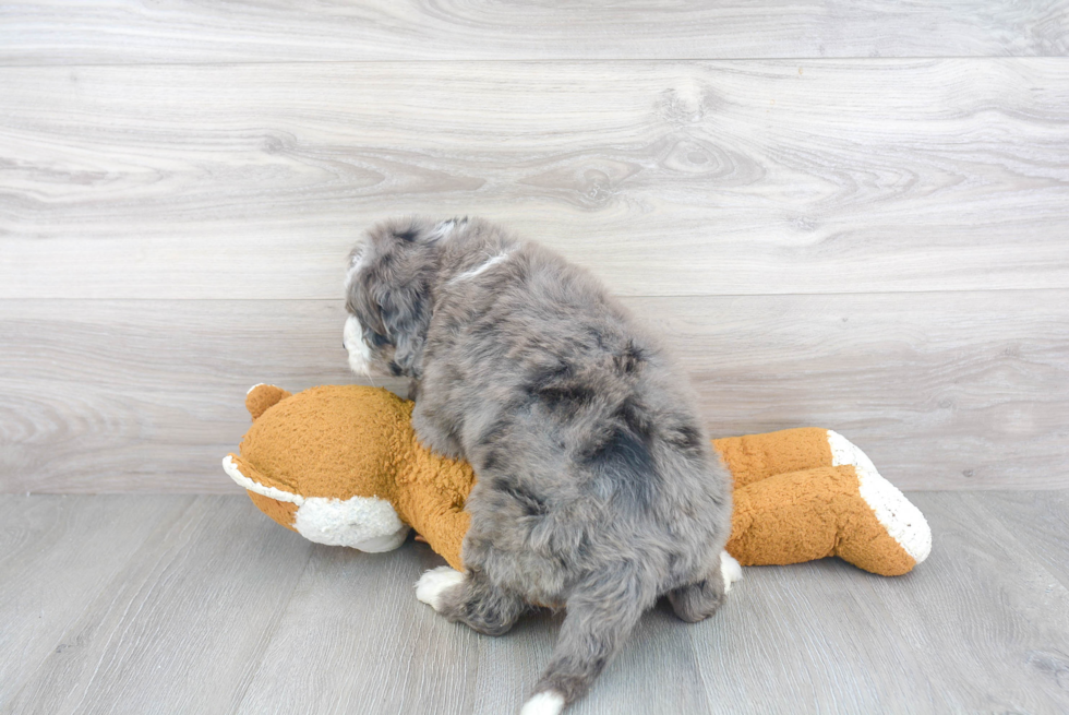 Popular Mini Bernedoodle Poodle Mix Pup