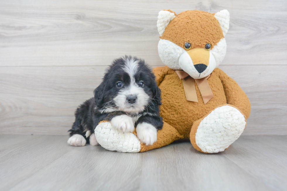 Mini Bernedoodle Puppy for Adoption