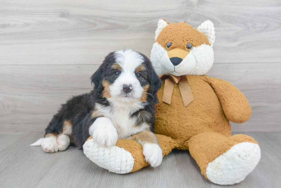 Best Mini Bernedoodle Baby