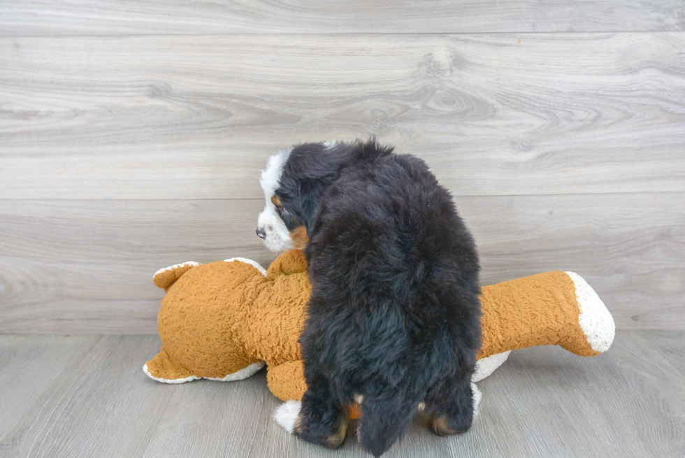 Mini Bernedoodle Puppy for Adoption