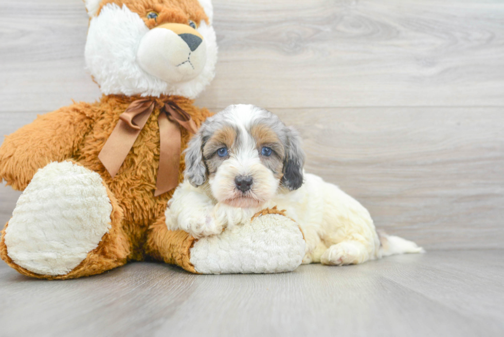 Fluffy Mini Bernedoodle Poodle Mix Pup