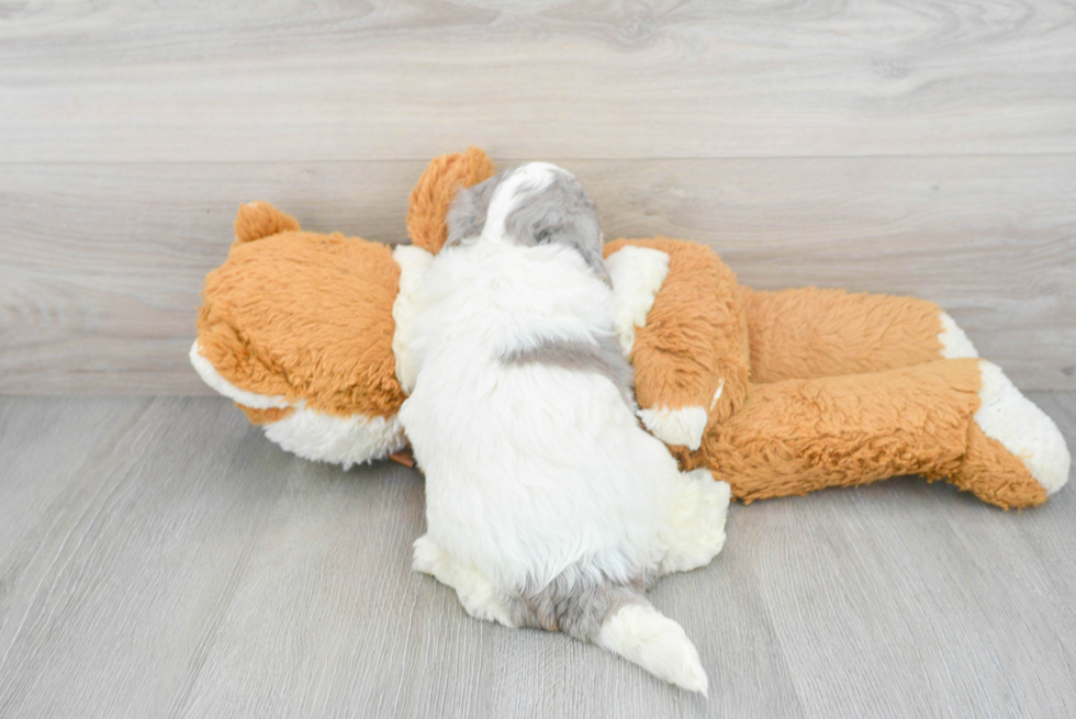 Best Mini Bernedoodle Baby