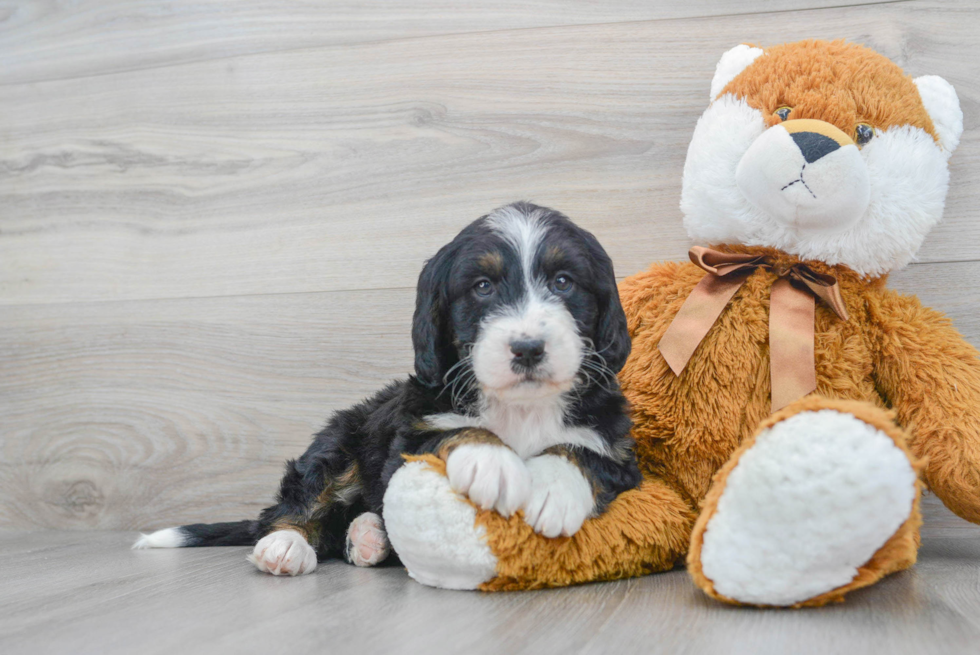 Petite Mini Bernedoodle Poodle Mix Pup