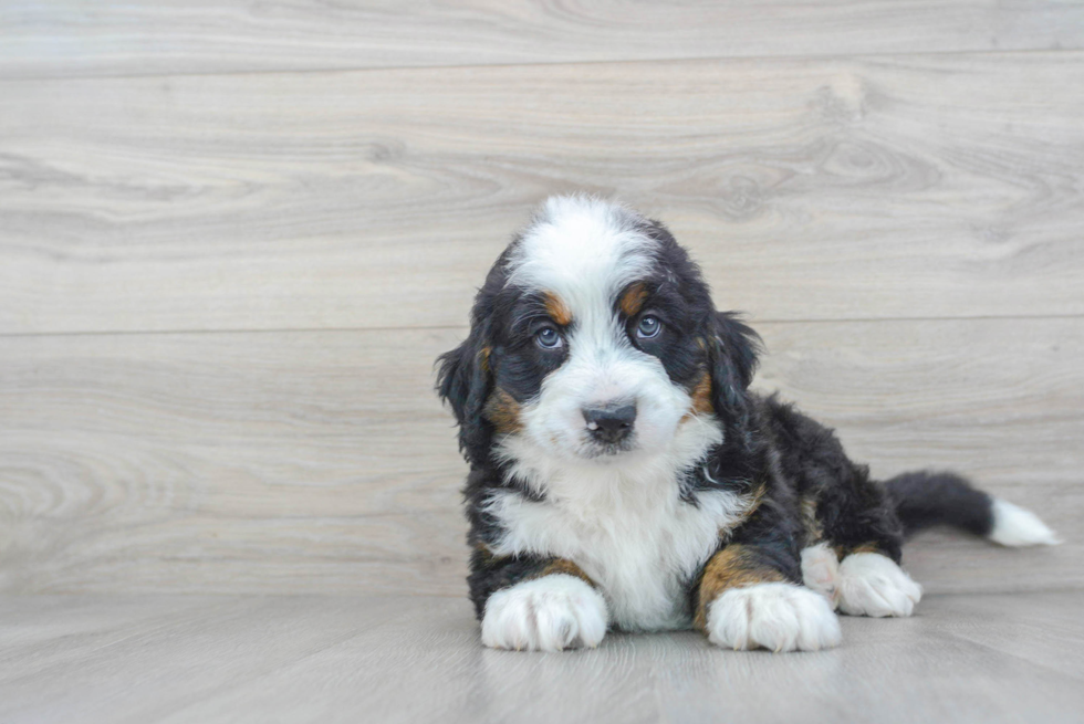 Funny Mini Bernedoodle Poodle Mix Pup