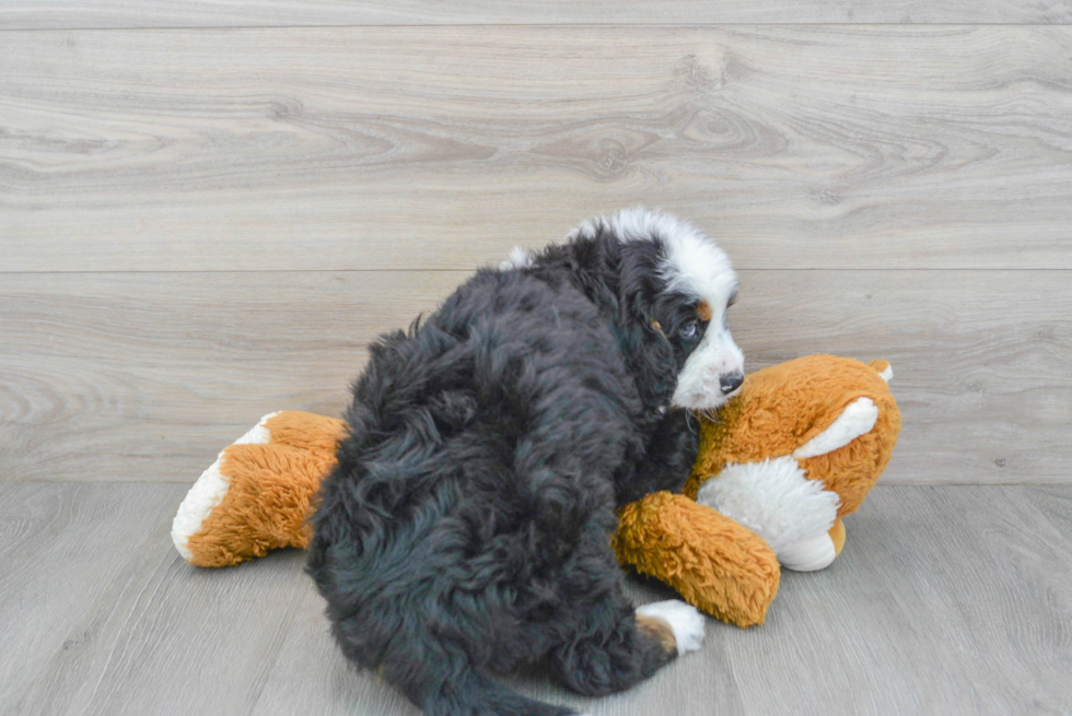 Playful Mini Berniedoodle Poodle Mix Puppy