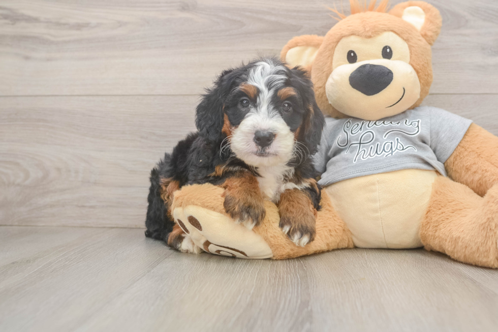 Mini Bernedoodle Puppy for Adoption