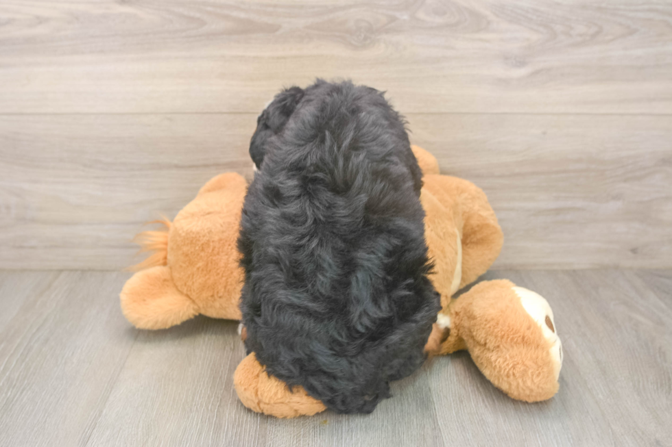Fluffy Mini Bernedoodle Poodle Mix Pup