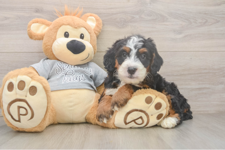 Mini Bernedoodle Puppy for Adoption