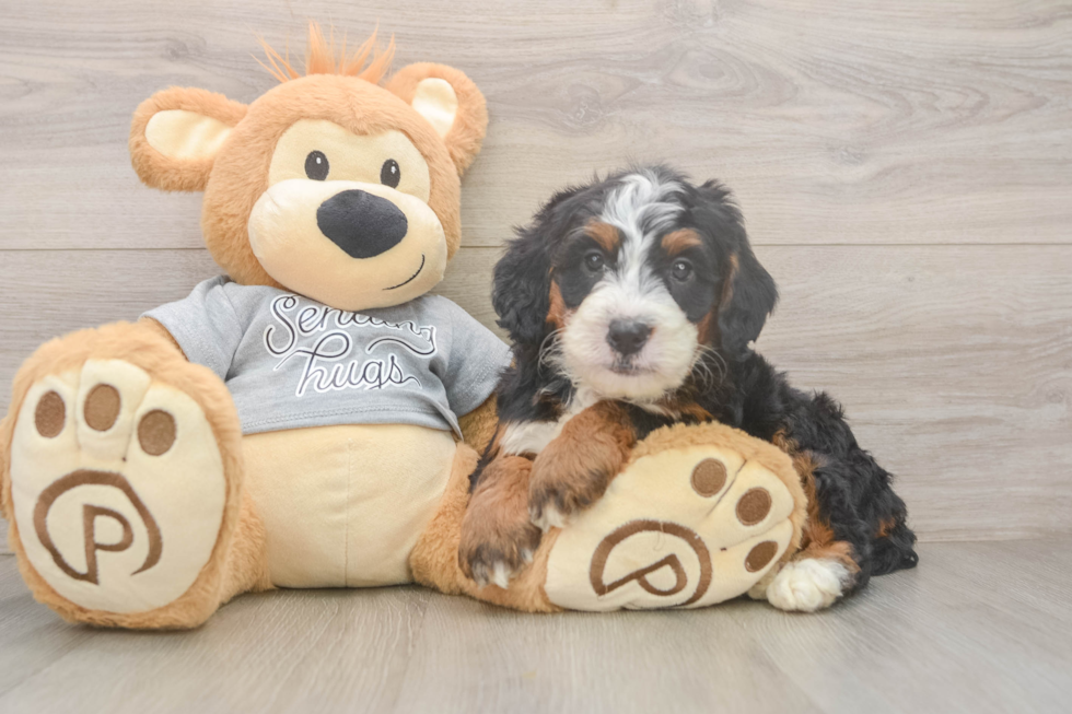 Mini Bernedoodle Puppy for Adoption