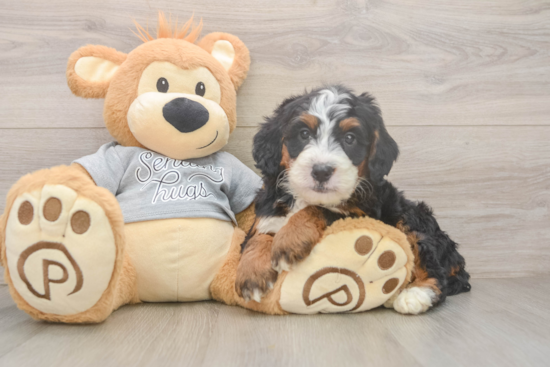 Mini Bernedoodle Puppy for Adoption