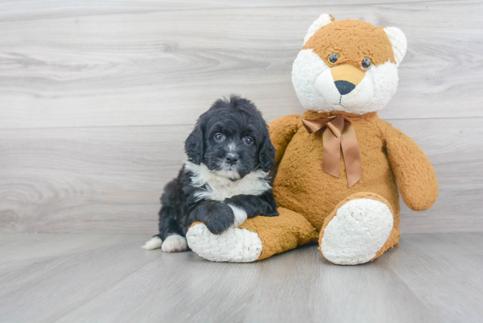 Mini Bernedoodle Pup Being Cute