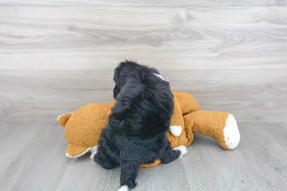Mini Bernedoodle Pup Being Cute
