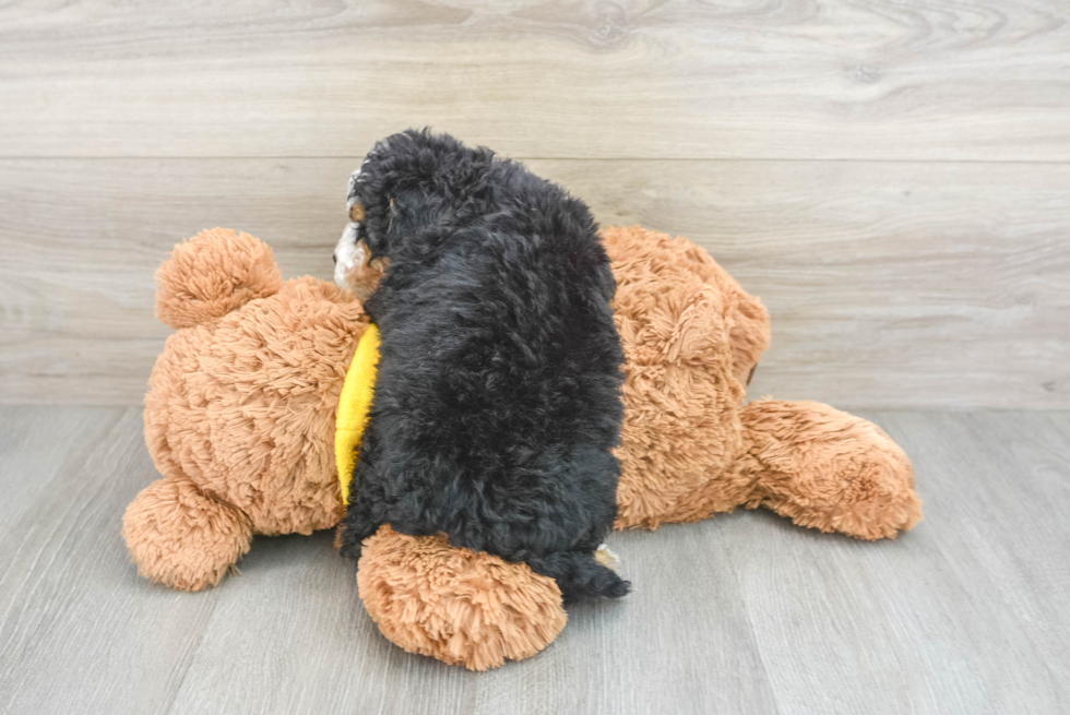Playful Mini Berniedoodle Poodle Mix Puppy