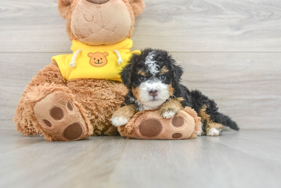 Funny Mini Bernedoodle Poodle Mix Pup