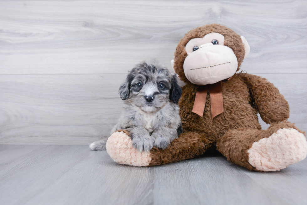 Mini Bernedoodle Puppy for Adoption