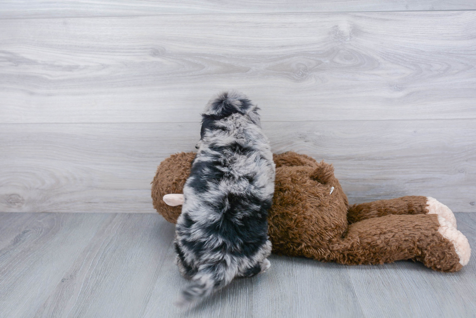 Best Mini Bernedoodle Baby