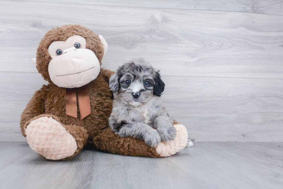 Best Mini Bernedoodle Baby