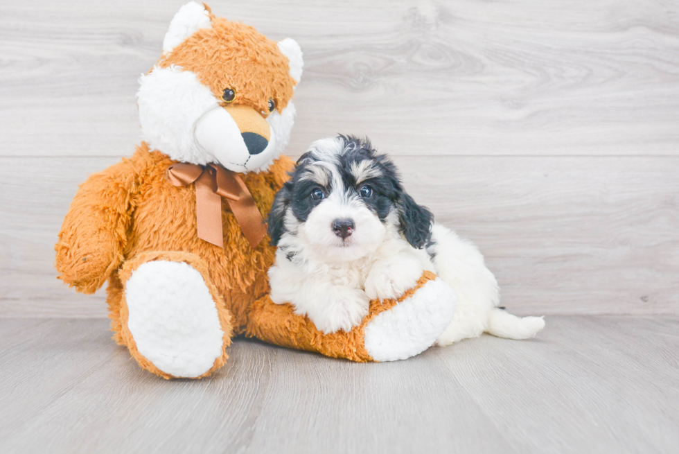 Energetic Mini Berniedoodle Poodle Mix Puppy