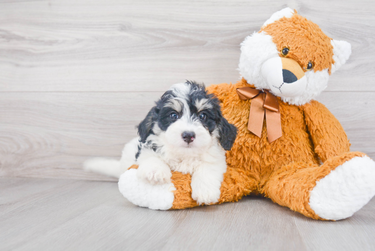 Little Mini Berniedoodle Poodle Mix Puppy
