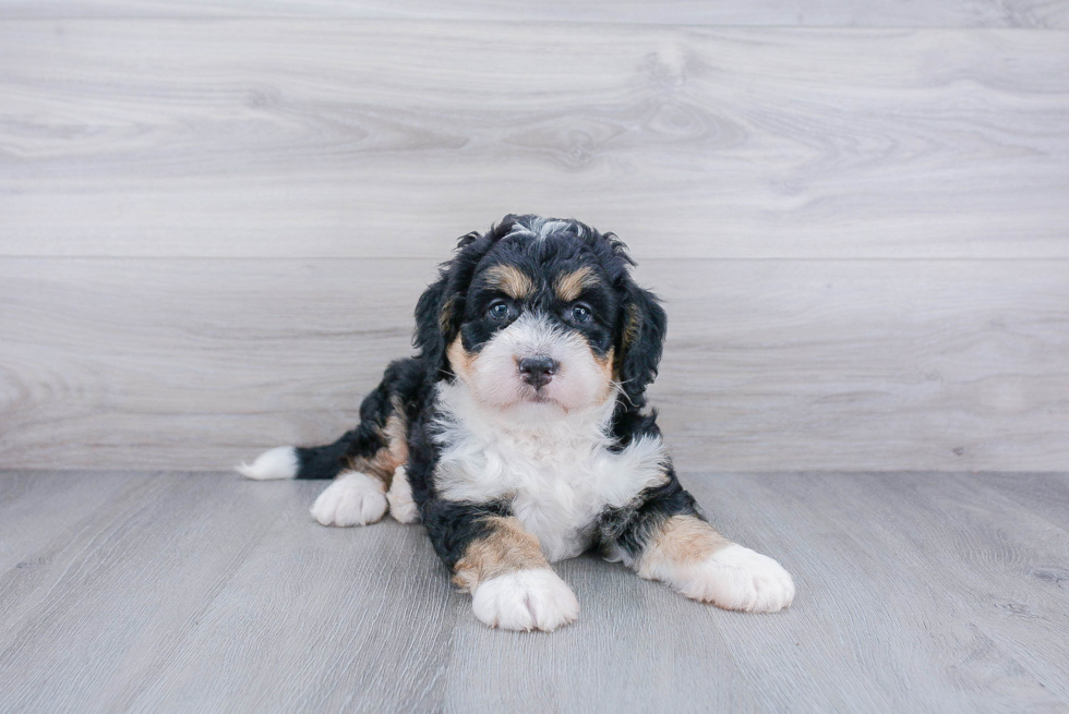 Mini Bernedoodle Puppy for Adoption