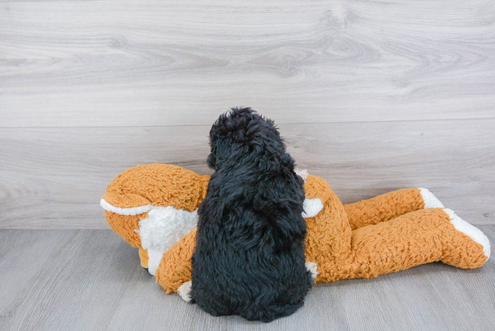 Happy Mini Bernedoodle Baby