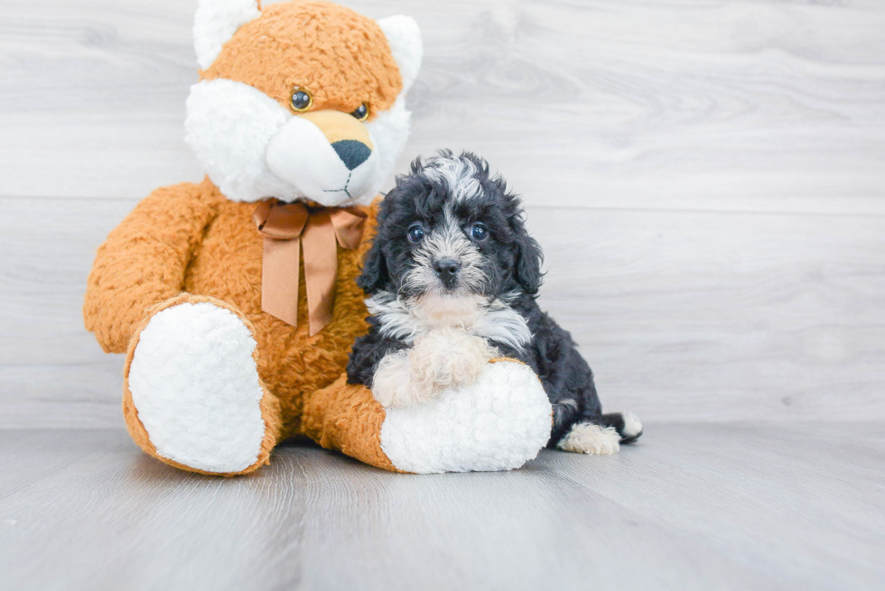 Happy Mini Bernedoodle Baby
