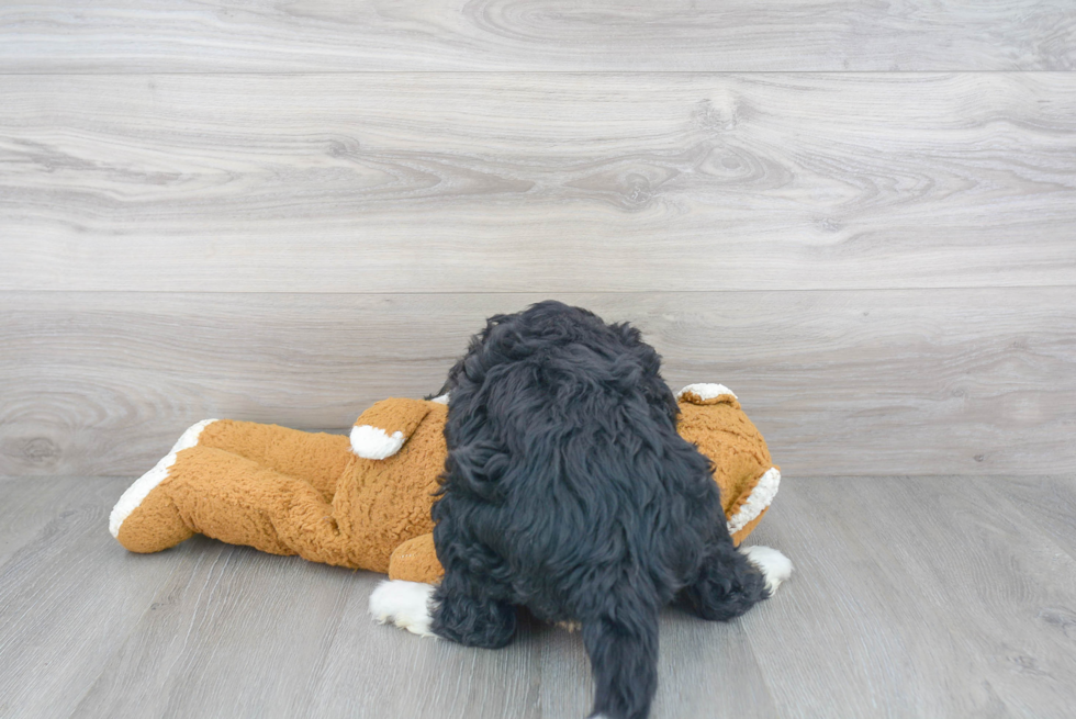 Smart Mini Bernedoodle Poodle Mix Pup