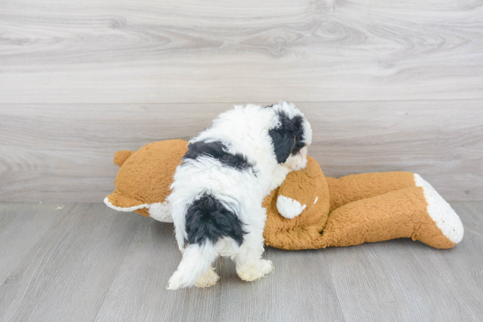 Playful Mini Berniedoodle Poodle Mix Puppy