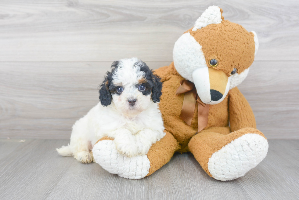 Sweet Mini Bernedoodle Baby