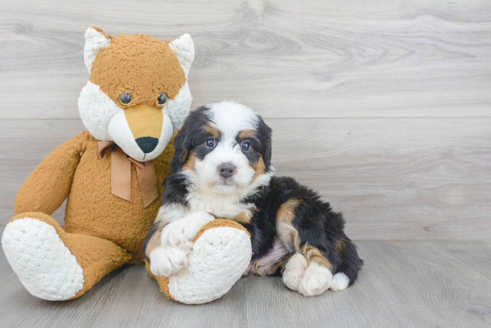 Mini Bernedoodle Pup Being Cute