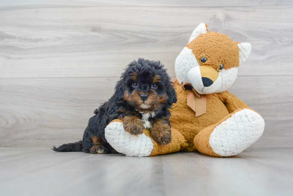 Best Mini Bernedoodle Baby