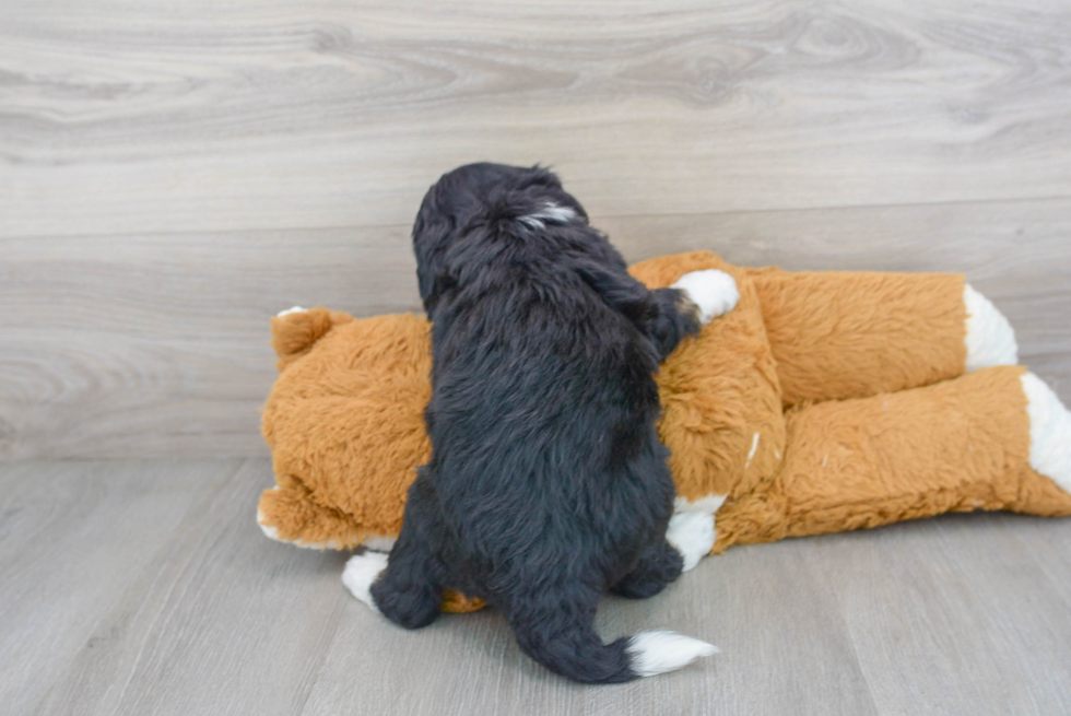 Mini Bernedoodle Pup Being Cute