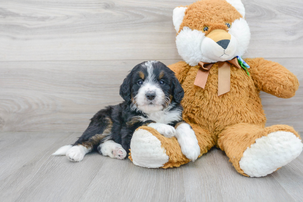 Cute Mini Bernedoodle Baby