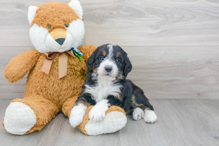 Best Mini Bernedoodle Baby