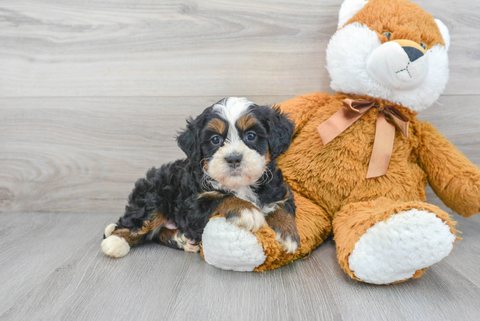 Energetic Mini Berniedoodle Poodle Mix Puppy