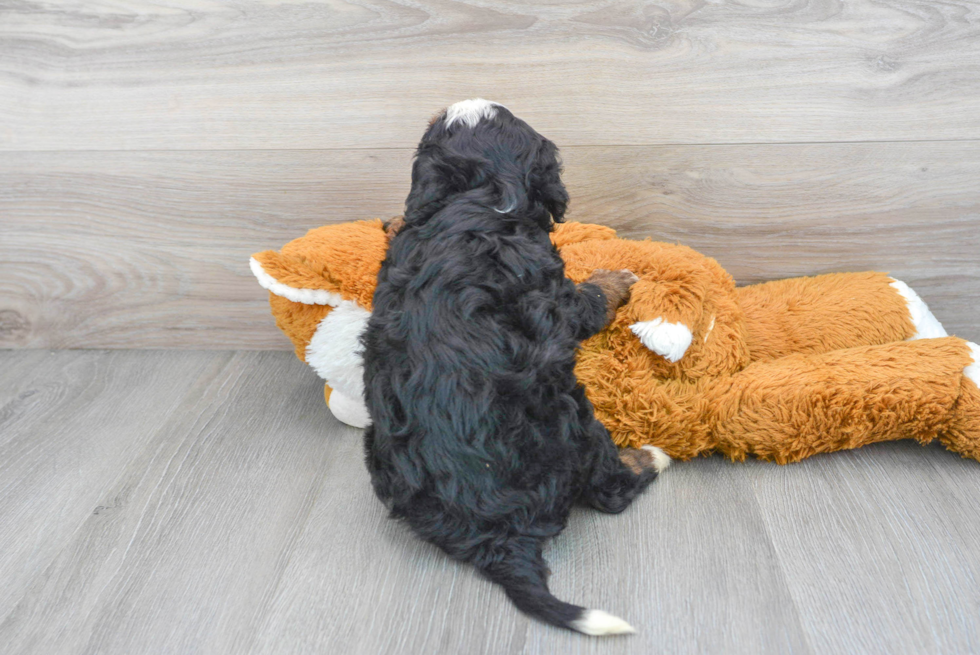 Mini Bernedoodle Puppy for Adoption