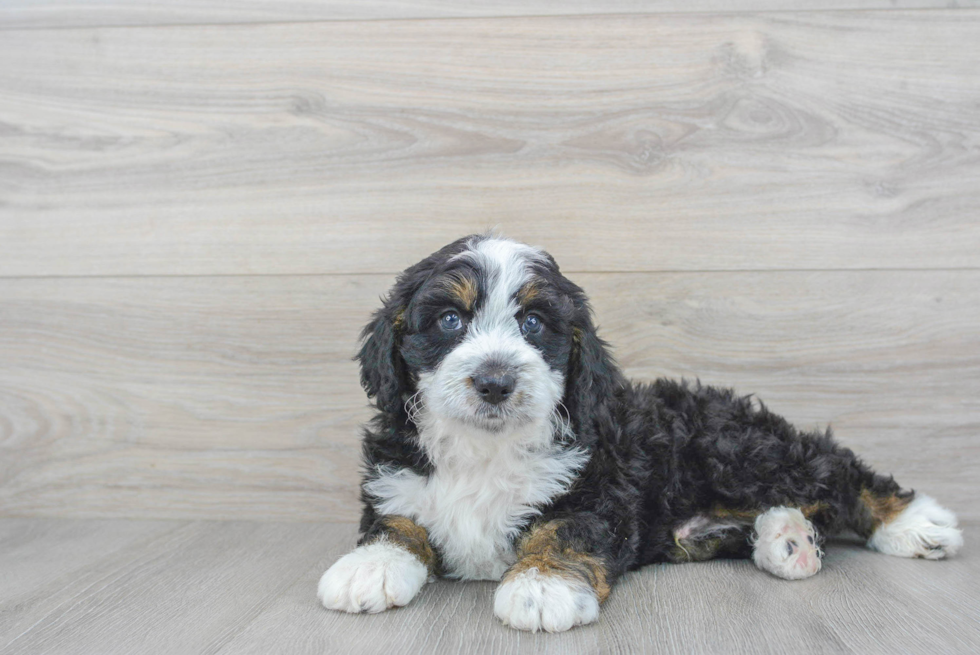 Smart Mini Bernedoodle Poodle Mix Pup