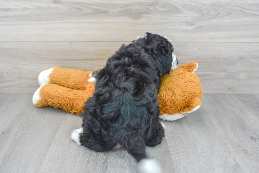 Best Mini Bernedoodle Baby